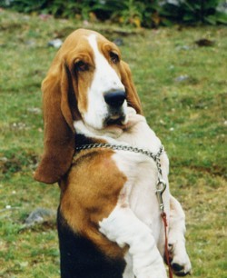 Jemima basset begging